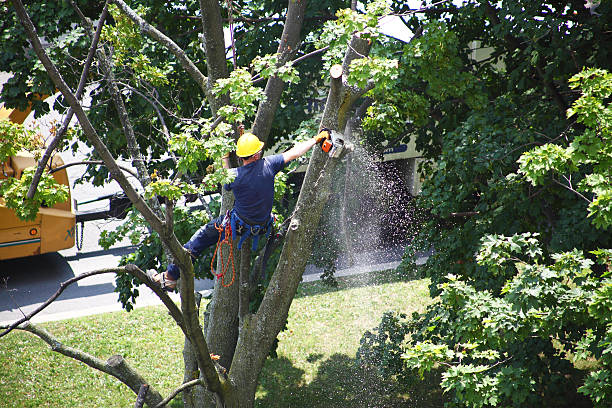 How Our Tree Care Process Works  in  Freeburg, IL