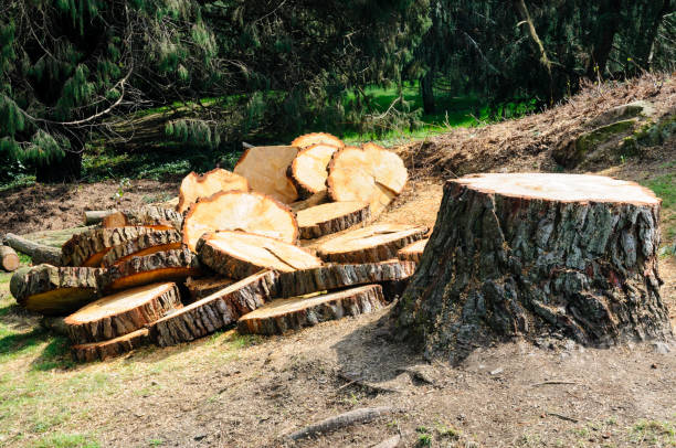 Reliable Freeburg, IL Tree Care Solutions